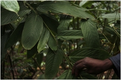 Schumannianthus virgatus